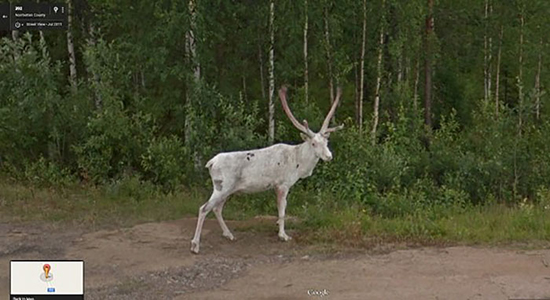 بهترین عکس‌های اتفاقی «گوگل استریت ویو» از حیوانات