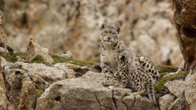 Disneynature Born in China Snow Leopard Family (PRNewsFoto/The Walt Disney Company)