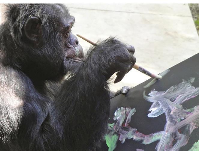 شامپانزه+مایکل+جکسون