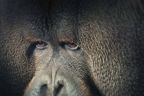 حیوانات نادر و در خطر انقراض از لنز دوربین تیم فلچ