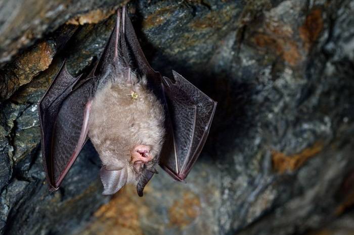 خفاش منشا احتمالی ویروس کرونا