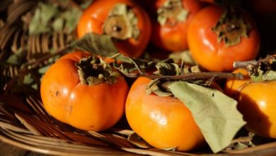 خرمالو واقعاً بی‌خطر است؟ حقیقتی که همه از شما پنهان کرده‌اند!